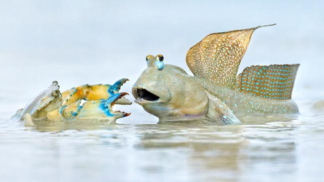 Neighbours’ Dispute. Picture: Ofer Levy, 2023 Australian Geographic Nature Photographer of the Year competition.