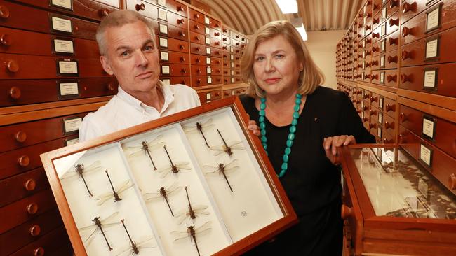 Australian Museum CEO Kim McKay and Chris Reid, the Sydney museum’s principal entomologist holding a display of the endangered Petalura gigantea or giant dragonfly. Picture: John Feder