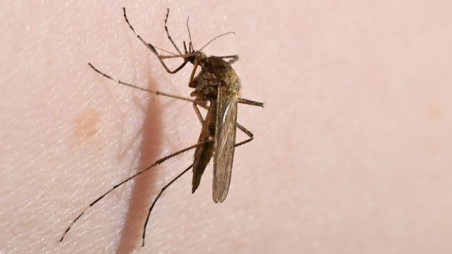 Queensland’s acting chief health officer Dr Catherine McDougall says Queenslanders should take measures to protect themselves from mosquito bites. Photo by Stefan Sauer/picture alliance via Getty Images.