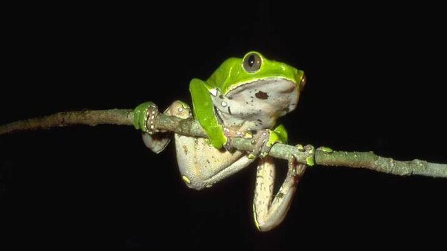 The frog poison is illegal in NSW.