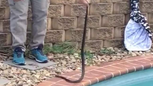 Sean cade with eastern brown snake removed from a Harrington Park backyard on Saturday. Picture: Australian Snake Catchers