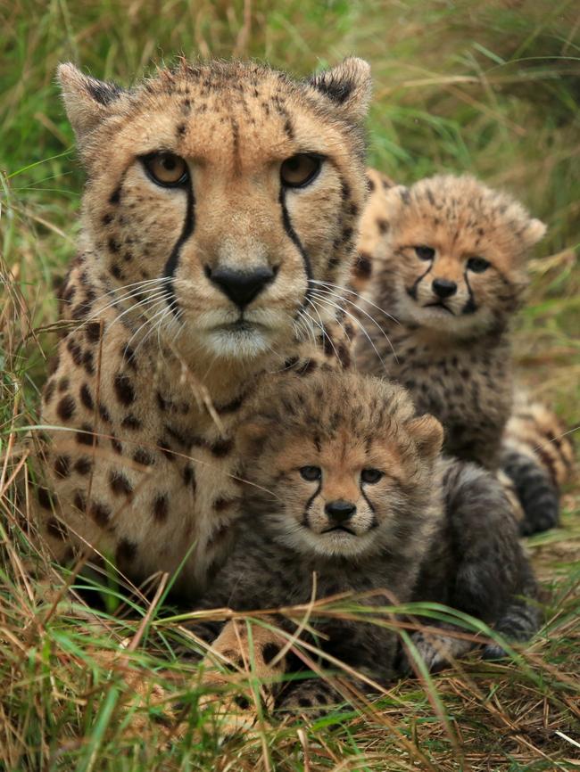 Edie and her brother Dakari, with mum Emmy, when they were just five weeks old.