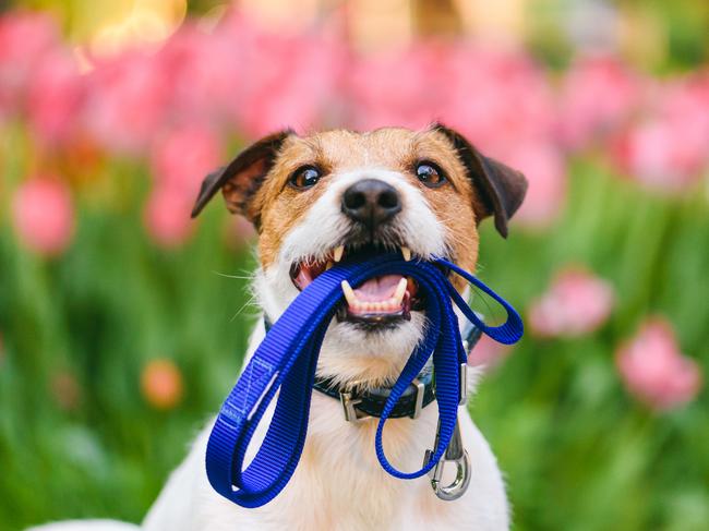 Jack Russell Terriers are lively and independent.