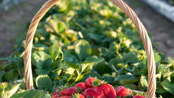 Strawberries at the McMartin farm. Picture: Lou O'Brien