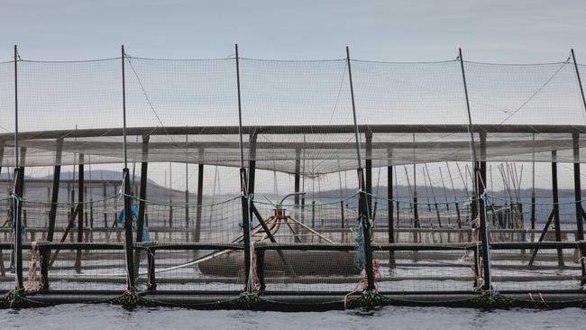 A Huon Aquaculture fish pen moored at its Yellow Bluff lease in Storm Bay had a tear in its inner net, resulting in the loss of more than 120,000 salmon. Picture: Huon Aquaculture