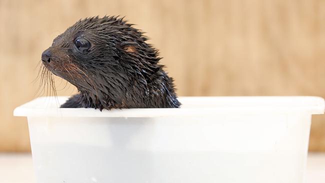 The seal pup has already been swimming at the zoo. Picture: Sam Ruttyn