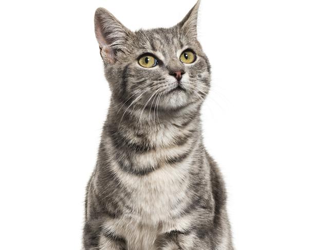 Hornsby Shire Council endorsed to cat-related motions.