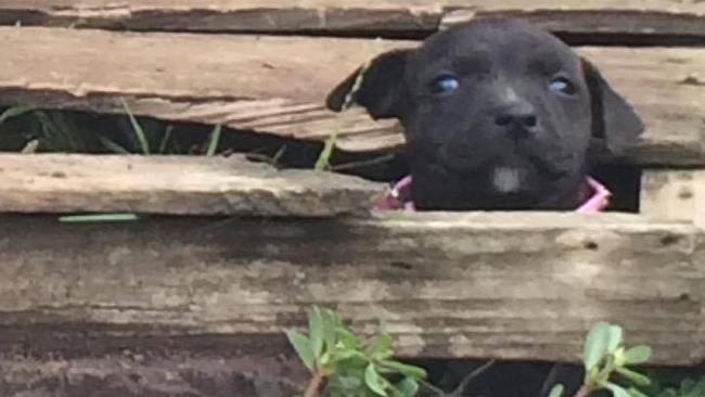 A tiny pup at the backyard breeding operation.