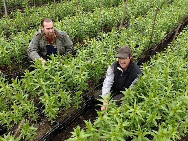 Central Coast Plateau Sustainable Farming Project Officer Josh Jarvis and Sam Dominello inspect a Greenhouse Lilium crop at Peats Ridge.