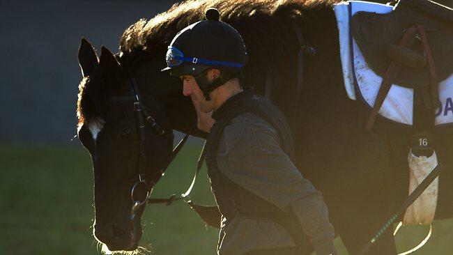 Williams to ride Dandino