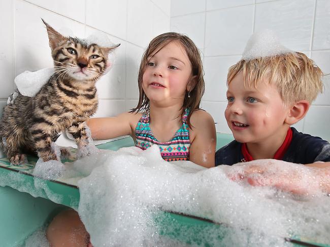 Bengal Kittens that love the water and when Julia, 6 and Matthias, 4, have a bath, they sometimes like to join in on the fun. Picture: Alex Coppel