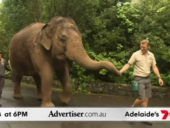 The Advertiser, 7NEWS Adelaide: SA welcomes Burma, Brahma Lodge arrest