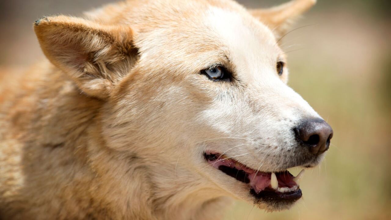 Push for non-lethal trials to reduce dingo attack risk