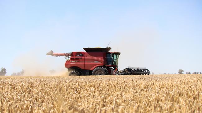 A Case IH 7250 Axial-Flow combine harvester in action.