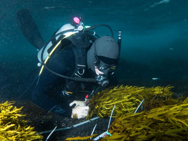 Installation of crayweed at Bondi.