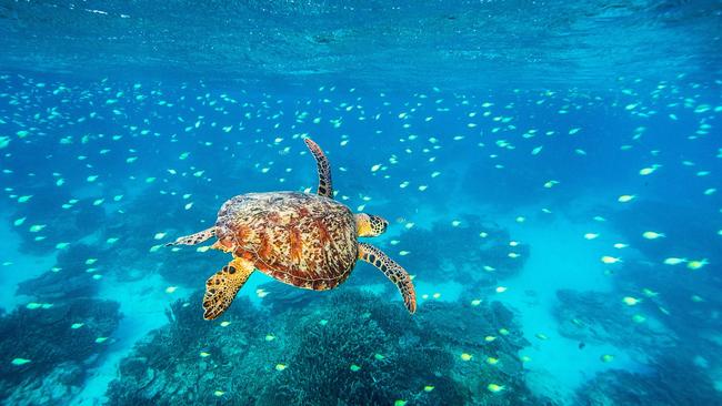 Turtle in the waters off Lady Elliot Island. Picture: TEQ