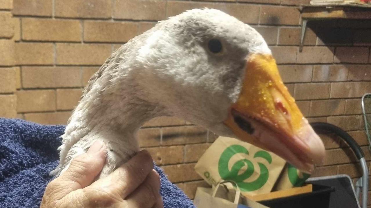 Goose killed in hit and run by Hilux driver