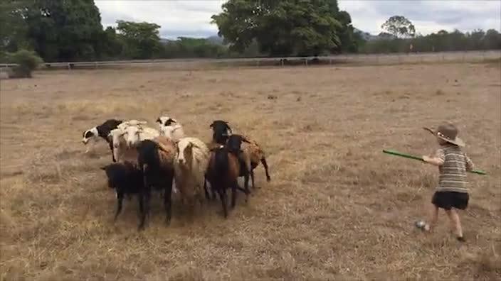 Brothers learning to work a dog on sheep