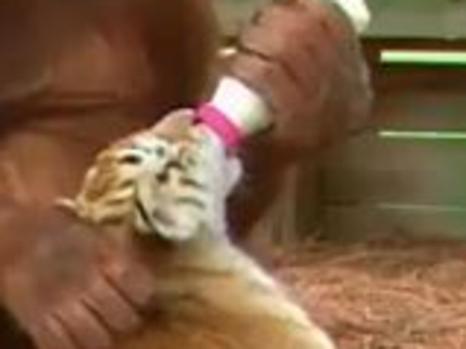 CREDIT: YouTube THIS incredible clip shows the moment an orangutan plays with a group of cubs before sitting one on her knee and feeding it like a human.