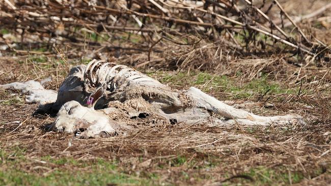 Scott Darcy's farm. Picture: Rural Aid.