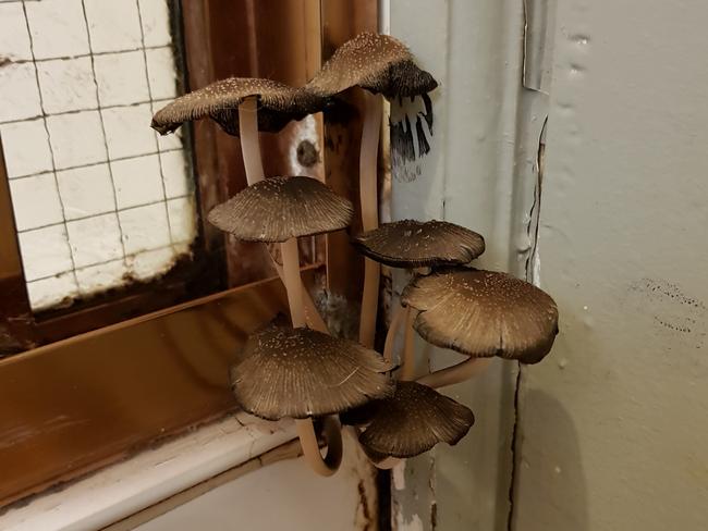 Mushrooms in the bathroom: SA rental horror hellholes