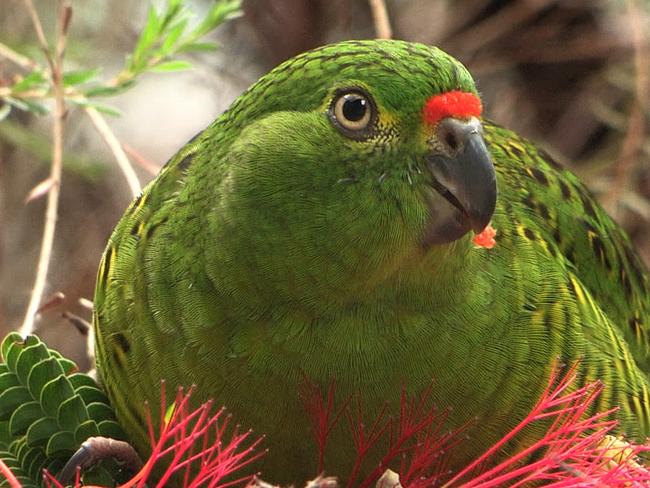 Western ground parrot. Credit: Jennene Riggs