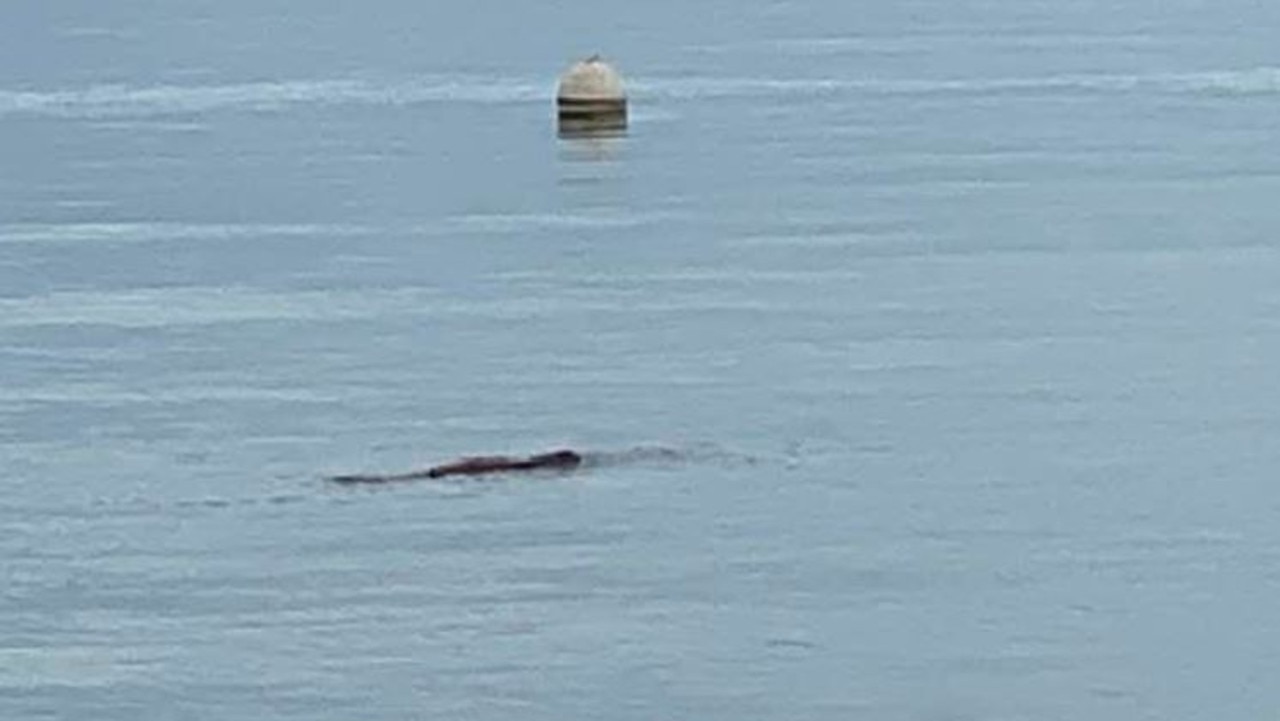 Footage of what appears to be a crocodile near the One Mile Jetty at Dunwich on North Stradbroke Island. Picture: Mitch Long