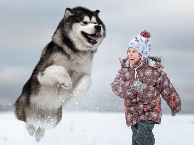 FOR SATURDAY JAN 21ST PUBLICATIONS: Towering great danes and teeny toddlers: New 