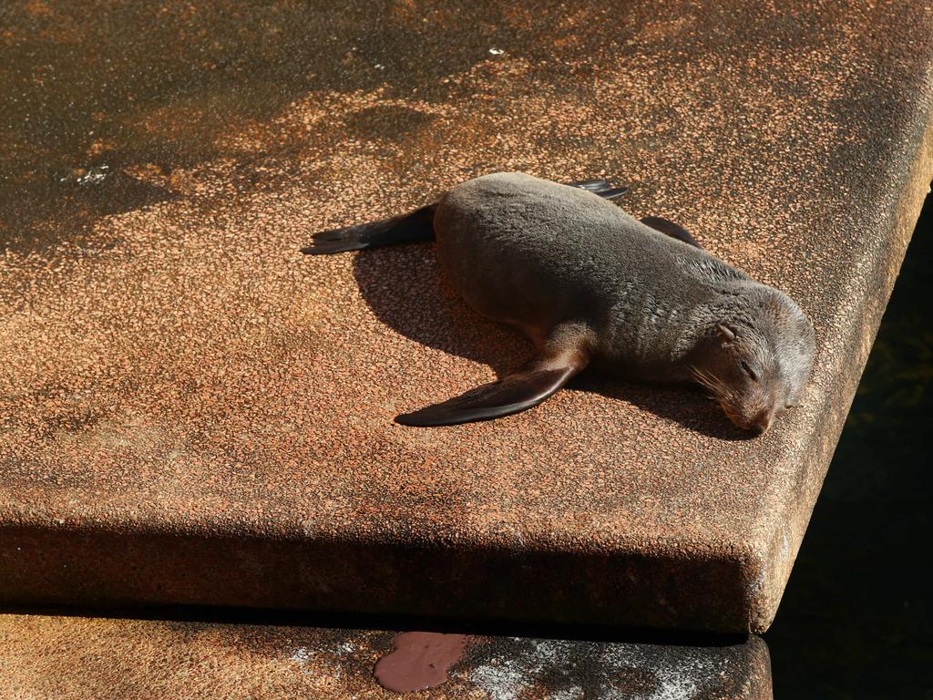 A seal pup sleeps in the sun on the steps at Sydney Opera House whilst its mum played in the water near by. Picture: Cameron Richardson