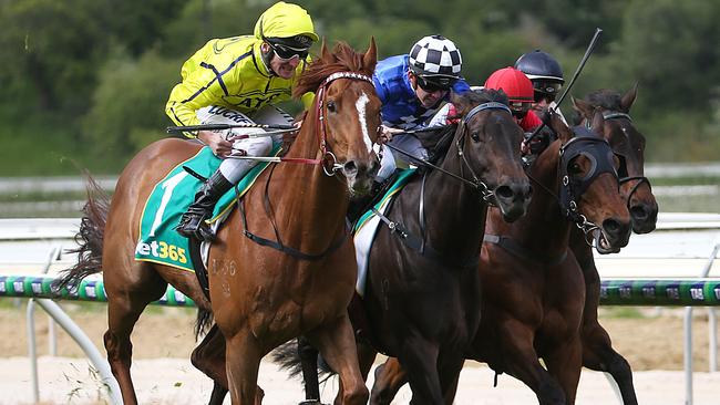 Tears Of Joy (blue silks) ran second to Taiyoo (yellow) in the Kyneton Cup in November last year. Photo: Ian Currie.