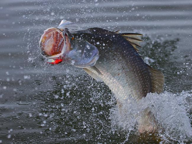 General, generic stock photo of a barramundi fish jumping out of the water after being hooked on fishing line. Picture: Marc McCormack