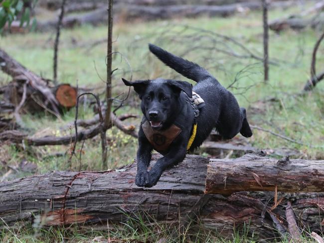 Police hunt for Samantha Murphy with search dogs in Enfield State park. Picture: David Crosling