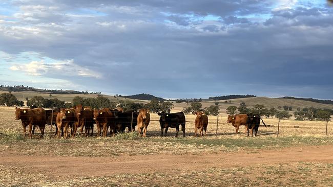 Limousin heifers at Summit Limousin Stud, Uranquinty, in southern NSW. Picture: Nikki Reynolds