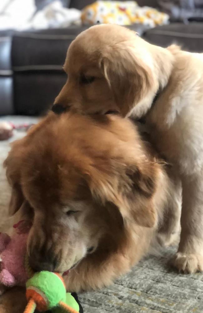 Charlie and maverick golden hot sale retriever