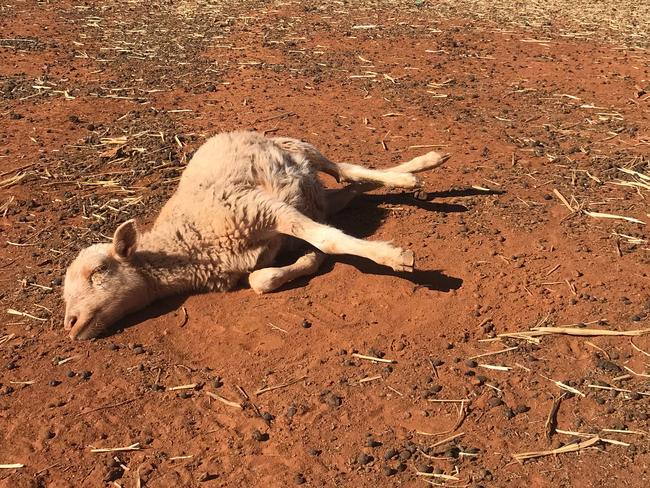 Hundreds of sheep lay dead and dying on Andrew’s friend’s property.