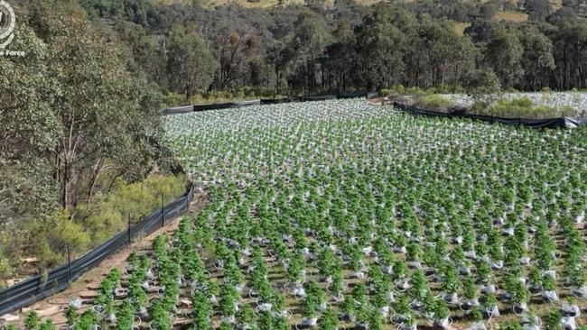 The cannabis crop included more than 10,000 plants. Picture: NSW Police