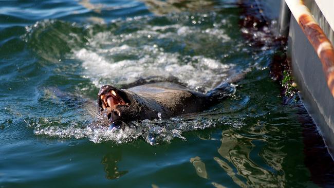 A seal patrols the perimeter of a salmon farm in northern Tasmania.