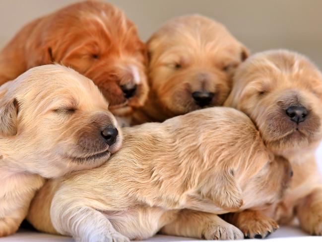 Pure-breed Groodle puppies, born June 28 this year.Wednesday July 8, 2020. (AAP image, John Gass)