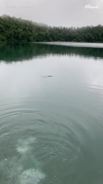 Freshwater croc spooks swimmer at Lake Eacham