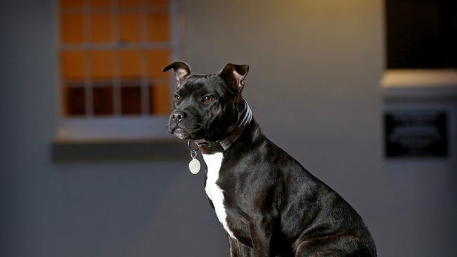 Toby the English Staffordshire Terrier Toby. Picture: Toby Zerna