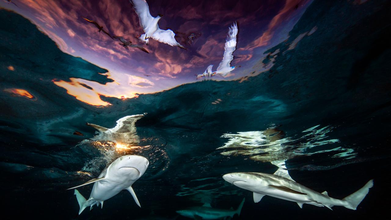 “Sharks’ Skylight”. Picture: Renee Capozzola/Underwater Photographer of the Year 2021