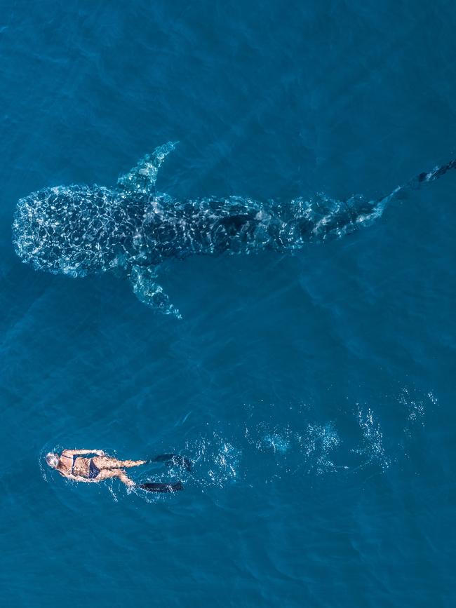 Swimming with a whale shark at Ningaloo in Western Australia. Picture: Tourism WA