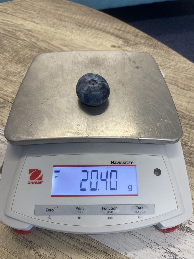 The scales don’t lie: Guinness World Record have handed the title to the whopper blueberry from Corindi, NSW. Picture: supplied