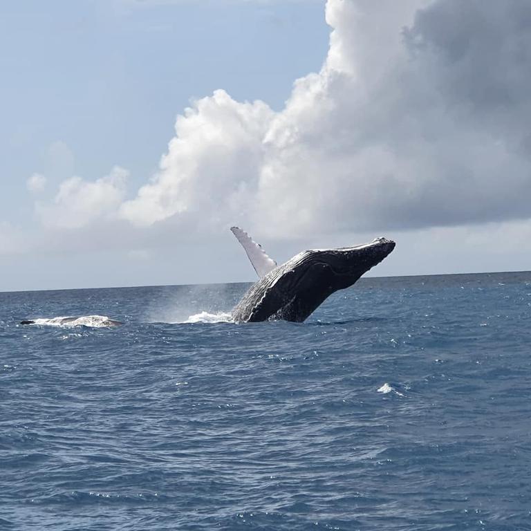 Whale Watching Yeppoon Keppel Connections | The Courier Mail