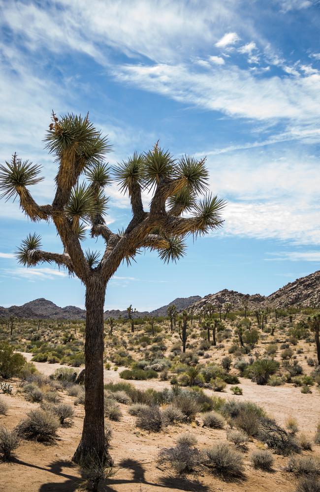 Leaving Coachella was bittersweet ... but the road trip back to LA can take you through the spiritual Joshua Tree National Park. Picture: Max Whittaker