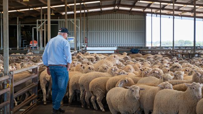 Roger Fletcher loading sheep at meatworks. Picture: David Roma