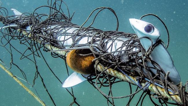 A critically endangered scalloped hammerhead shark caught in the NSW Government shark nets off Palm Beach. Picture: Supplied