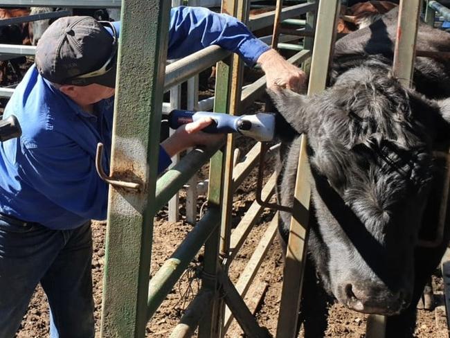 Southern Highlands man Christopher Stephen has admitted to stealing a heard of cattle. Picture: NSW Police Rural Crime Prevention Team