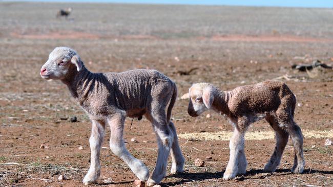 Keith Rees runs the 1800ha Sydenham Park farm at Beckom in southern NSW, in partnership with his wife Paula and 41-year-old son Michael, producing prime lambs in tandem with grain and oil crops. Picture: LINDSAY HAYES