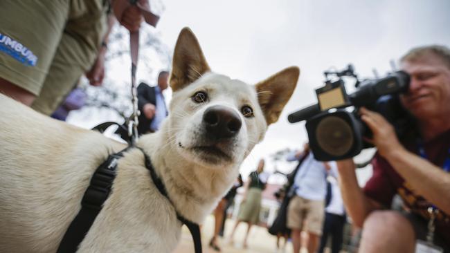 Kiata the dingo pup at the park’s opening this week. Picture: Valeriu Campan